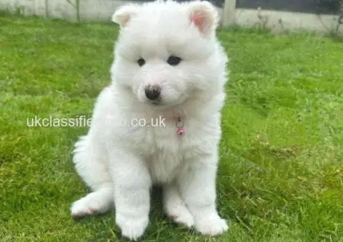 Beautiful Samoyed puppies - 1/4