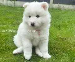 Beautiful Samoyed puppies