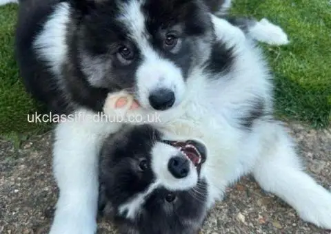 Beautiful Samoyed puppies - 2/4