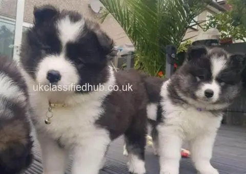 Beautiful Samoyed puppies - 3/4