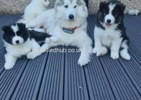 Beautiful Samoyed puppies - 4/4