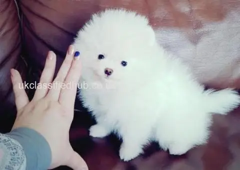 Pomeranian Puppies Looking for Their Forever Homes - 1/4