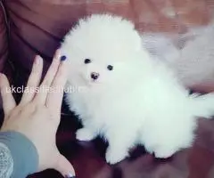 Pomeranian Puppies Looking for Their Forever Homes