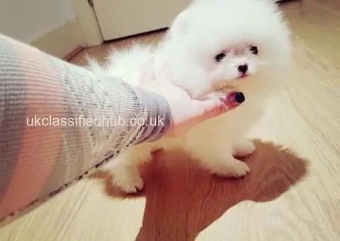 Pomeranian Puppies Looking for Their Forever Homes - 2/4