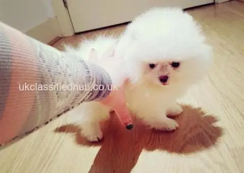 Pomeranian Puppies Looking for Their Forever Homes - 3/4