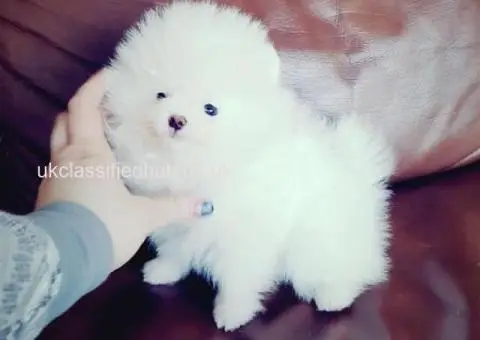 Pomeranian Puppies Looking for Their Forever Homes - 4/4