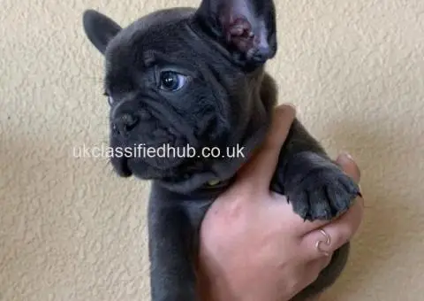 We have  French Bulldog puppies - 1/4
