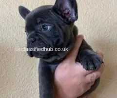We have  French Bulldog puppies