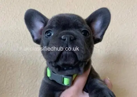 We have  French Bulldog puppies - 2/4