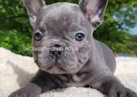 We have  French Bulldog puppies - 3/4