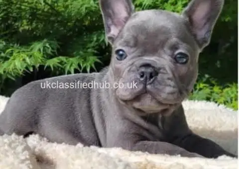 We have  French Bulldog puppies - 4/4