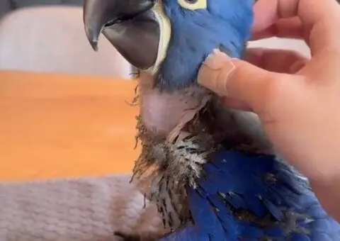 Macaws Parrots available for Sale !! - 1/3