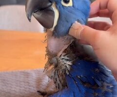 Macaws Parrots available for Sale !!