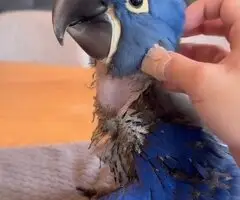 Macaws Parrots available for Sale !!