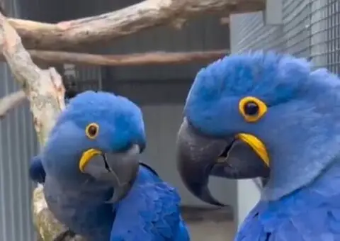 Macaws Parrots available for Sale !! - 2/3
