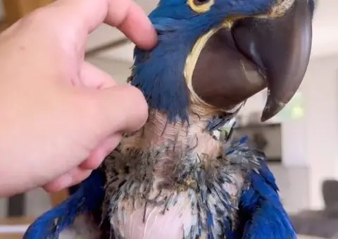Macaws Parrots available for Sale !! - 3/3
