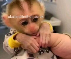 Home Trained Finger Marmoset Monkeys .