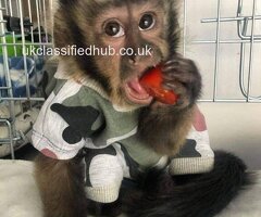 Healthy Capuchin Monkeys Available