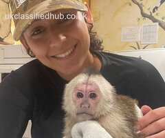 Well trained Marmoset & Capuchin Monkeys for sale