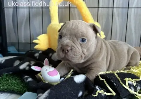 Micro Exotic Bully/American Bully puppies.