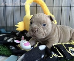 Micro Exotic Bully/American Bully puppies.