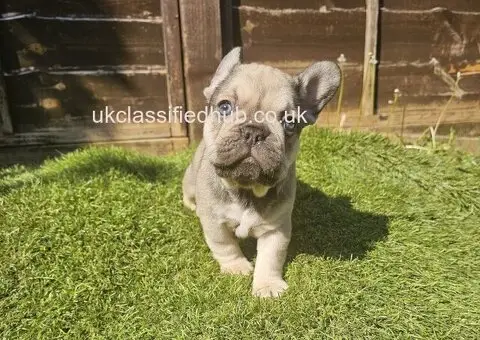 French Bulldog Puppies - 1/3