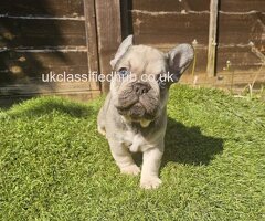 French Bulldog Puppies