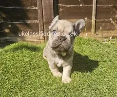 French Bulldog Puppies