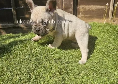 French Bulldog Puppies - 2/3