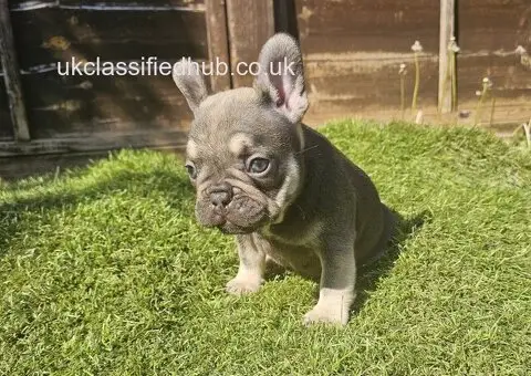 French Bulldog Puppies - 3/3