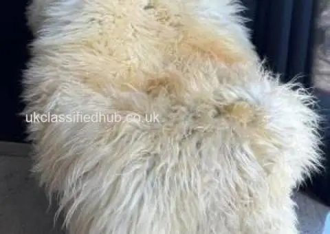 Soft Melerade Sheepskins, High Quality - 1/4