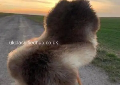 Soft Melerade Sheepskins, High Quality - 4/4