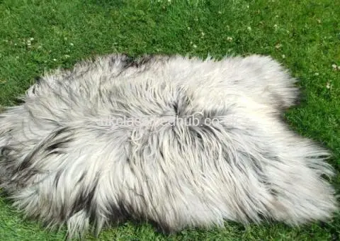 Heidschnucke Premium Sheepskins - 1/4