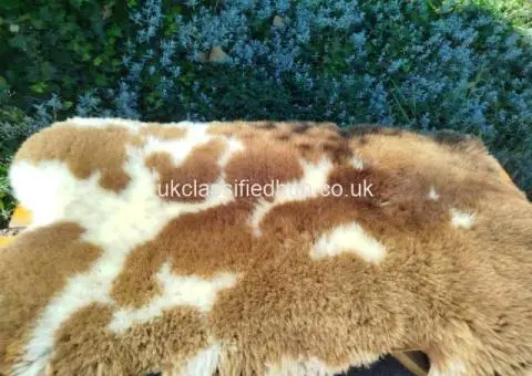 Premium Dutch Sheepskins - 4/4
