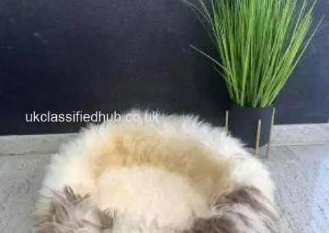 Exclusive Sheepskin Cat beds 50cm,70cm, Premium - 3/4