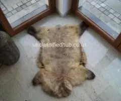 MELIERT Collection, natural sheepskins
