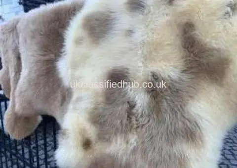 MELIERT Collection, natural sheepskins - 3/4