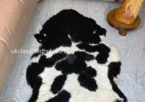 Polish sheepskins, highest quality - 2/4