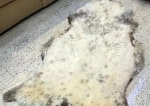 Polish sheepskins, highest quality - 4/4