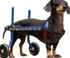 Premium Dog Wheelchairs UK