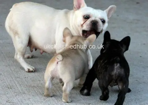 Potty Trained And Well Socialized French Bulldog Pups - 1/4