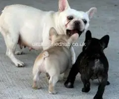 Potty Trained And Well Socialized French Bulldog Pups