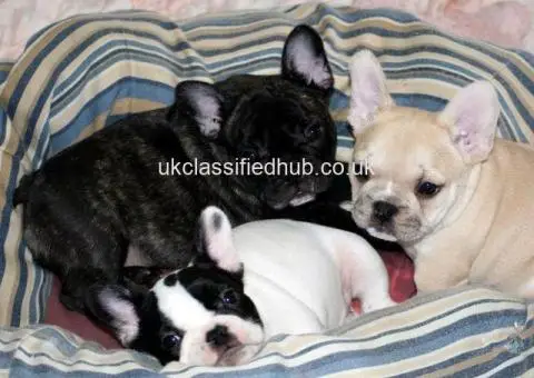 Potty Trained And Well Socialized French Bulldog Pups - 2/4