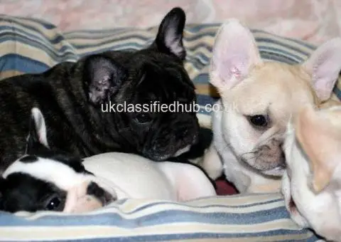 Potty Trained And Well Socialized French Bulldog Pups - 3/4