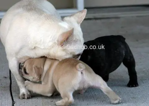 Potty Trained And Well Socialized French Bulldog Pups - 4/4