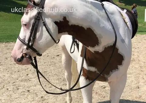 Beautiful Appaloosa gelding horse - 1/3