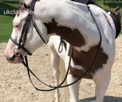 Beautiful Appaloosa gelding horse