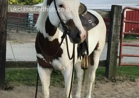 Beautiful Appaloosa gelding horse - 2/3