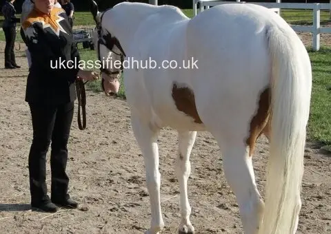 Beautiful Appaloosa gelding horse - 3/3