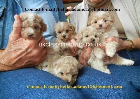 Affectionate and Amazing Maltipoo Puppies Ready Now